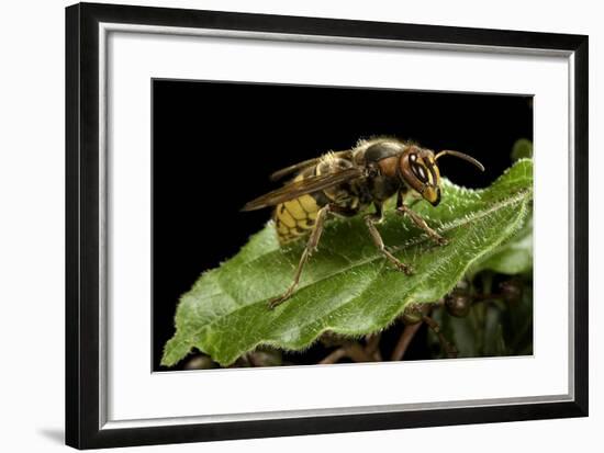 Vespa Crabro (European Hornet)-Paul Starosta-Framed Photographic Print