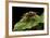 Vespa Crabro (European Hornet)-Paul Starosta-Framed Photographic Print