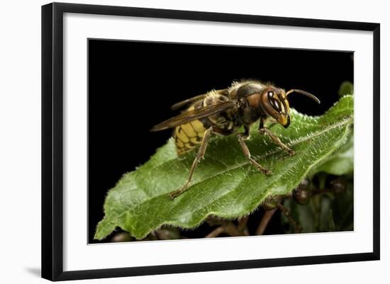 Vespa Crabro (European Hornet)-Paul Starosta-Framed Photographic Print