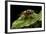 Vespa Crabro (European Hornet)-Paul Starosta-Framed Photographic Print