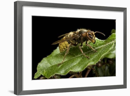 Vespa Crabro (European Hornet)-Paul Starosta-Framed Photographic Print