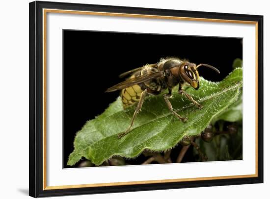 Vespa Crabro (European Hornet)-Paul Starosta-Framed Photographic Print