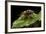 Vespa Crabro (European Hornet)-Paul Starosta-Framed Photographic Print