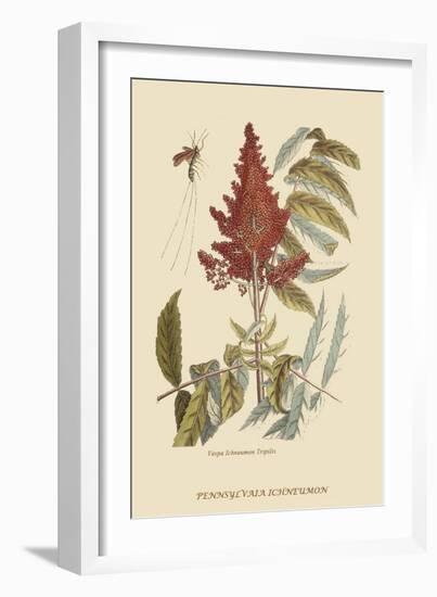 Vespa Ichneumon Tripilis or Fly Pennsylvania-Mark Catesby-Framed Art Print
