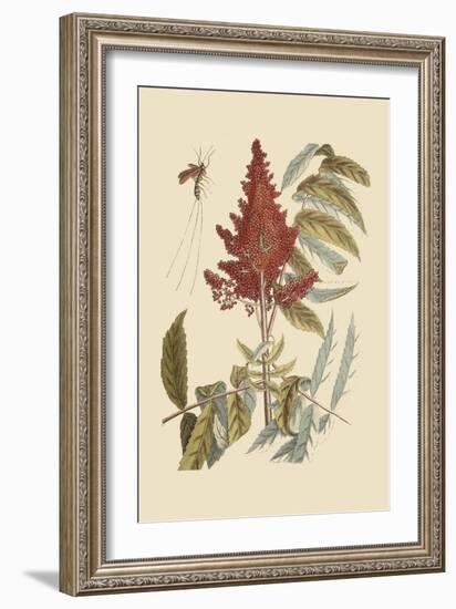 Vespa Ichneumon Tripilis or Fly Pennsylvania-Mark Catesby-Framed Art Print