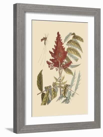 Vespa Ichneumon Tripilis or Fly Pennsylvania-Mark Catesby-Framed Art Print