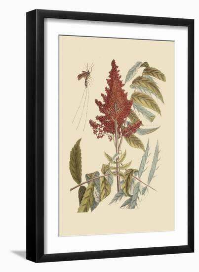 Vespa Ichneumon Tripilis or Fly Pennsylvania-Mark Catesby-Framed Art Print