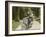 Vespa Scooter 1960s-null-Framed Photographic Print