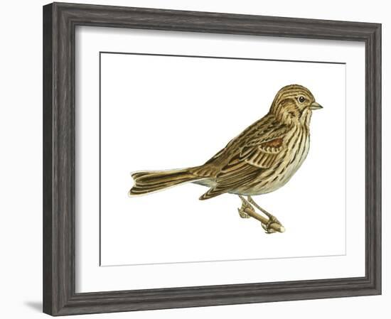 Vesper Sparrow (Pooecetes Gramineus), Birds-Encyclopaedia Britannica-Framed Art Print