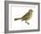 Vesper Sparrow (Pooecetes Gramineus), Birds-Encyclopaedia Britannica-Framed Art Print