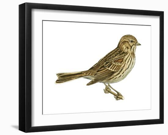 Vesper Sparrow (Pooecetes Gramineus), Birds-Encyclopaedia Britannica-Framed Art Print