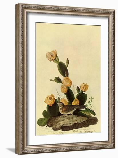 Vesper Sparrow-John James Audubon-Framed Giclee Print