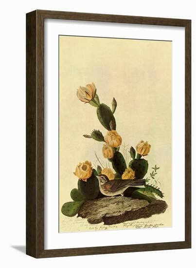 Vesper Sparrow-John James Audubon-Framed Giclee Print