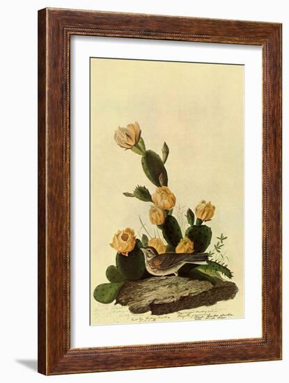 Vesper Sparrow-John James Audubon-Framed Giclee Print