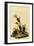 Vesper Sparrow-John James Audubon-Framed Giclee Print