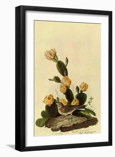 Vesper Sparrow-John James Audubon-Framed Giclee Print