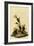 Vesper Sparrow-John James Audubon-Framed Giclee Print