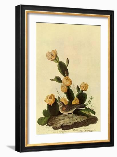 Vesper Sparrow-John James Audubon-Framed Giclee Print