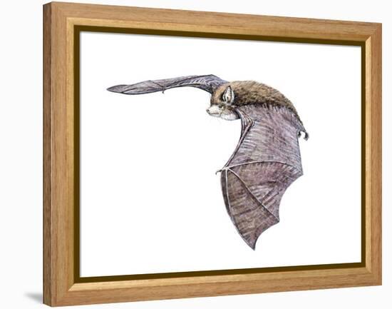 Vespertiliavus Bat-null-Framed Premier Image Canvas