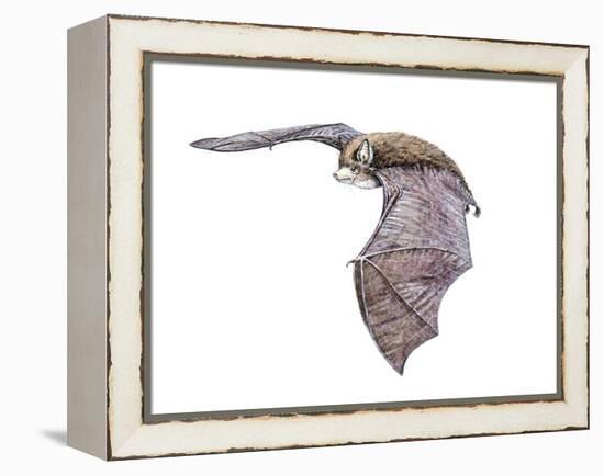 Vespertiliavus Bat-null-Framed Premier Image Canvas
