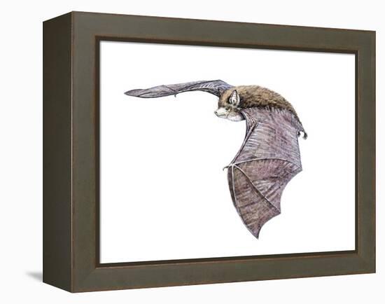 Vespertiliavus Bat-null-Framed Premier Image Canvas