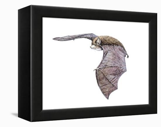Vespertiliavus Bat-null-Framed Premier Image Canvas