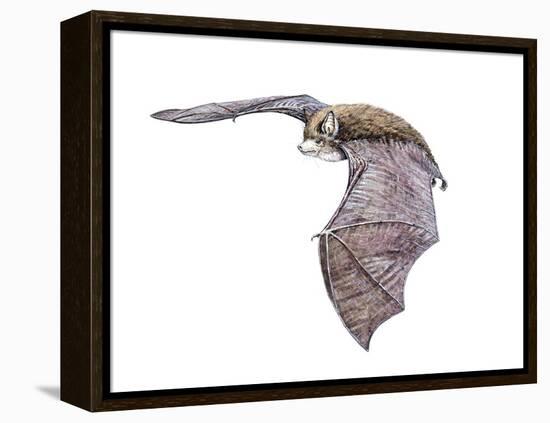 Vespertiliavus Bat-null-Framed Premier Image Canvas