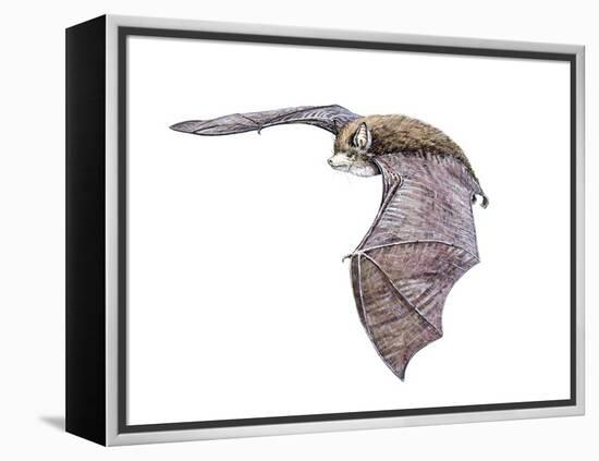 Vespertiliavus Bat-null-Framed Premier Image Canvas