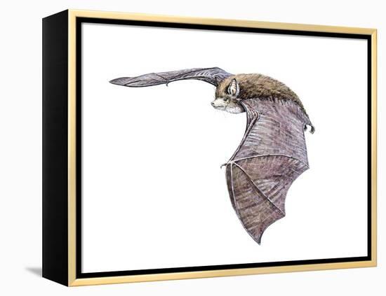 Vespertiliavus Bat-null-Framed Premier Image Canvas