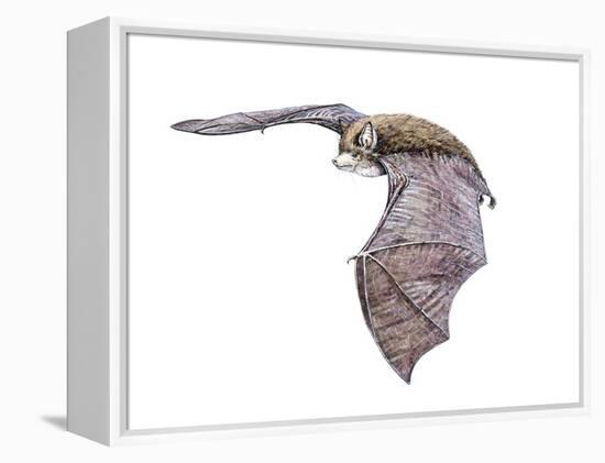 Vespertiliavus Bat-null-Framed Premier Image Canvas