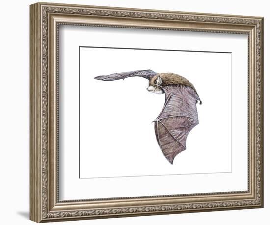 Vespertiliavus Bat-null-Framed Photographic Print