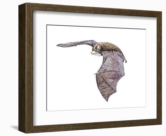 Vespertiliavus Bat-null-Framed Photographic Print
