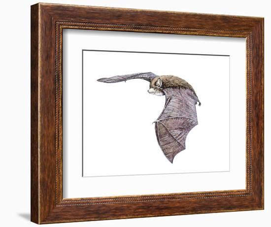 Vespertiliavus Bat-null-Framed Photographic Print