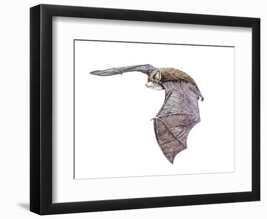 Vespertiliavus Bat--Framed Photographic Print