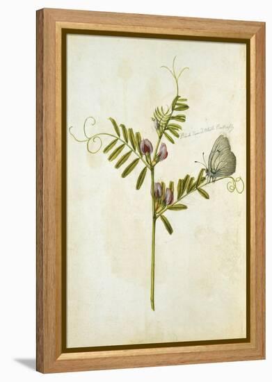 Vetch and Black Veined White Butterfly-Jacques Le Moyne De Morgues-Framed Premier Image Canvas