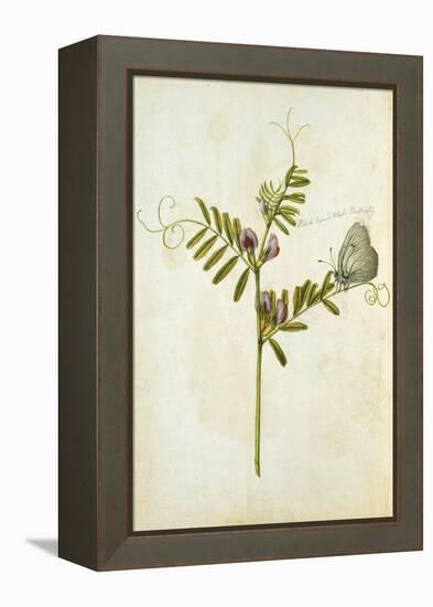 Vetch and Black Veined White Butterfly-Jacques Le Moyne De Morgues-Framed Premier Image Canvas