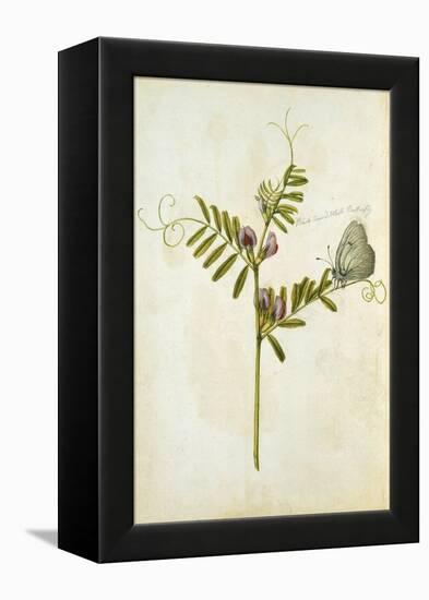 Vetch and Black Veined White Butterfly-Jacques Le Moyne De Morgues-Framed Premier Image Canvas