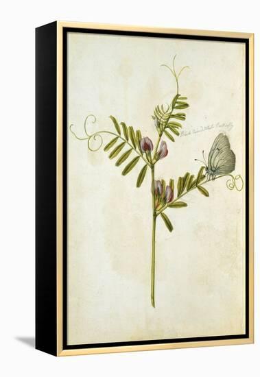 Vetch and Black Veined White Butterfly-Jacques Le Moyne De Morgues-Framed Premier Image Canvas