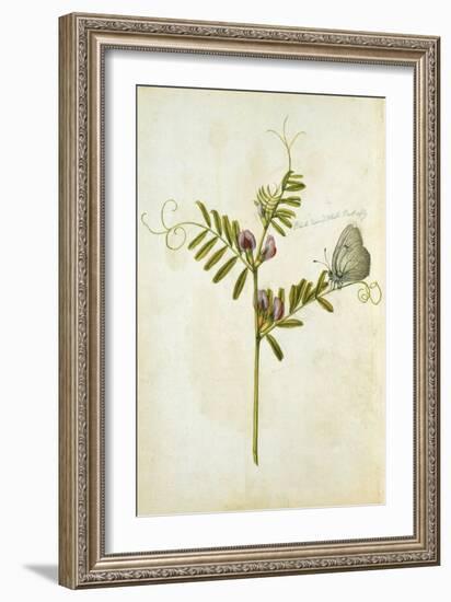 Vetch and Black Veined White Butterfly-Jacques Le Moyne De Morgues-Framed Giclee Print