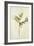 Vetch and Black Veined White Butterfly-Jacques Le Moyne De Morgues-Framed Giclee Print