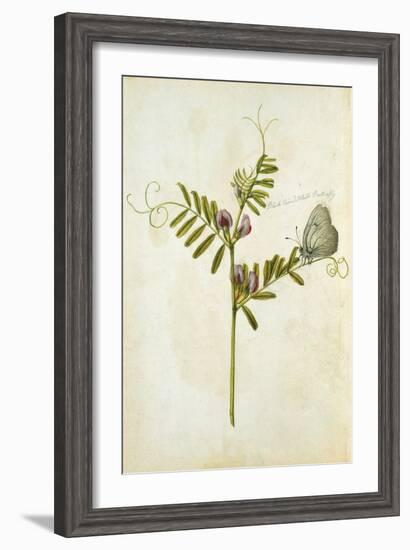 Vetch and Black Veined White Butterfly-Jacques Le Moyne De Morgues-Framed Giclee Print