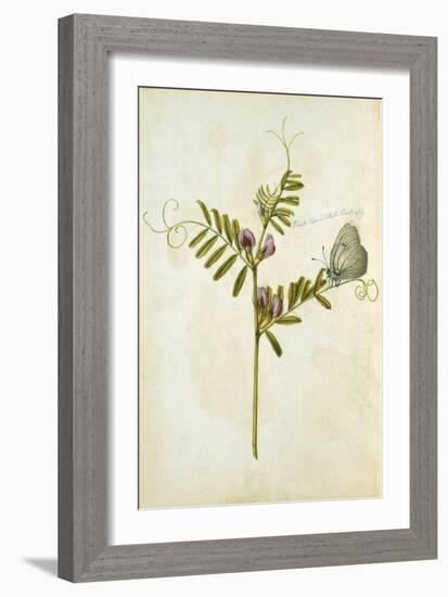 Vetch and Black Veined White Butterfly-Jacques Le Moyne De Morgues-Framed Giclee Print