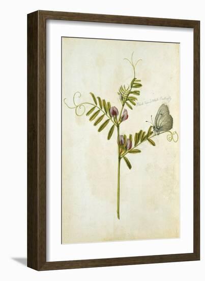 Vetch and Black Veined White Butterfly-Jacques Le Moyne De Morgues-Framed Giclee Print