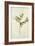 Vetch and Black Veined White Butterfly-Jacques Le Moyne De Morgues-Framed Giclee Print