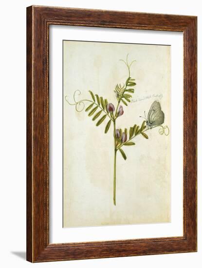 Vetch and Black Veined White Butterfly-Jacques Le Moyne De Morgues-Framed Giclee Print