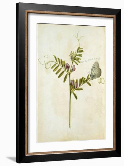 Vetch and Black Veined White Butterfly-Jacques Le Moyne De Morgues-Framed Giclee Print