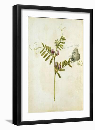 Vetch and Black Veined White Butterfly-Jacques Le Moyne De Morgues-Framed Giclee Print