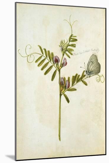 Vetch and Black Veined White Butterfly-Jacques Le Moyne De Morgues-Mounted Giclee Print