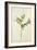 Vetch and Black Veined White Butterfly-Jacques Le Moyne De Morgues-Framed Giclee Print