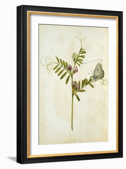 Vetch and Black Veined White Butterfly-Jacques Le Moyne De Morgues-Framed Giclee Print